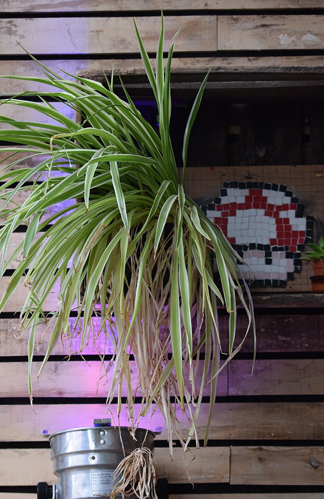 Accueil_MJ_Carpe-Diem